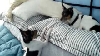 Toy Fox Terriers Pillow Fight