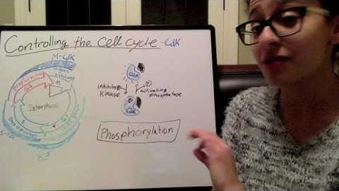 Regulating Cdk - Phosphorylation