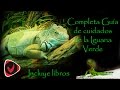 ¿Cómo cuidar una iguana verde? Guía de cuidados detallada de la iguana