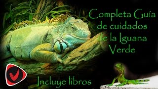 ¿Cómo cuidar una iguana verde? Guía de cuidados detallada de la iguana