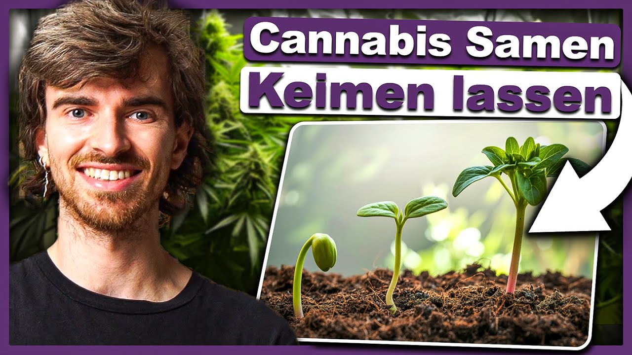 🌱 Cannabis Samen Keimen lassen - Die 4 besten Methoden