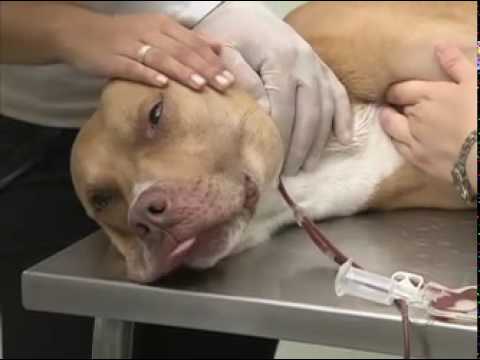 Vídeo: Cão De Resgate Doa Sangue Para Ajudar Gatinhos Feridos