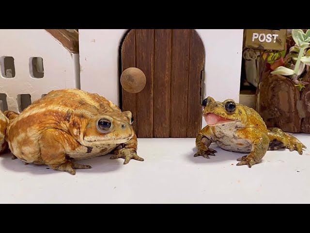 The result of a naughty little toad messing with a big toad
