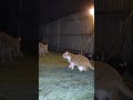 Angry Cat Fights LEOPARD to Save Her Kittens