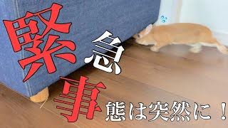もう訳わからん（汗）うさぎと暮らしていると突然と緊急事態に突入する事があります　#1061