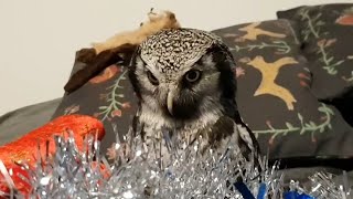 Iva the owl is pissed at tinsel, and tinsel is not pissed at Iva