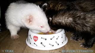 1 year Heavenly Ferrets - thank you all for watching ! Much more to come !