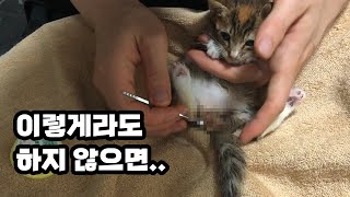 아기고양이 육아, 뚜바 치료일기 2