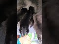 chiots a youka 2 mâles et 2 femelles élevage pomsky Lamy