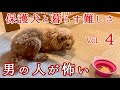 【保護犬】を迎えるということ繁殖引退犬の記録④ #トイプードル 