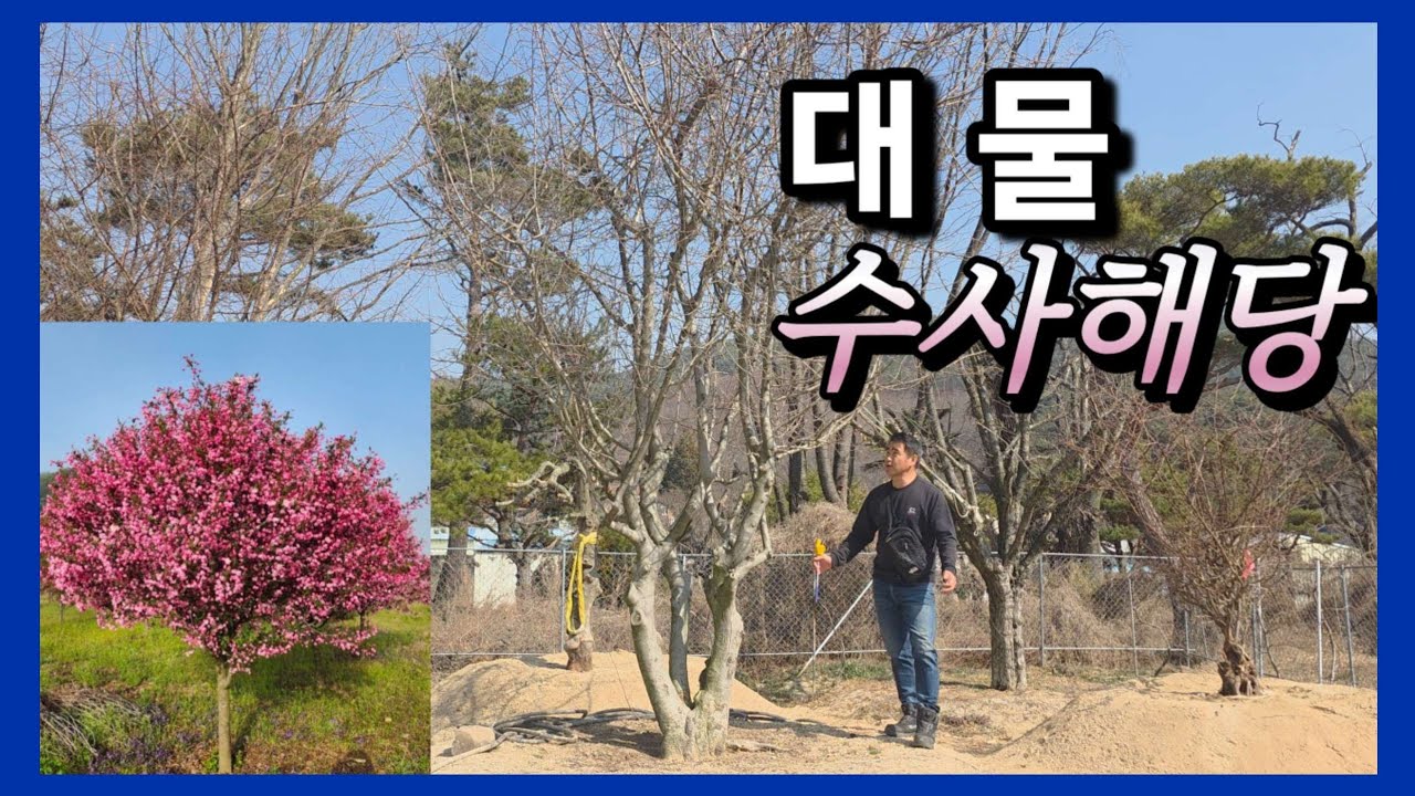 [광고] 1347번 #수사해당 {{{판매중}}} 실물에서 느겨지는 웅장함이 있는 문주목용 대물 수사해당/ 판매가격은 더보기란에 #특수목 #정원수판매