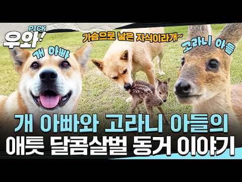 가슴으로 <strong>낳은</strong> 고라니 아들 둑이🦌를 키우는 진돗개 아빠 동동이!🐕 #순간포착세상에이런일이 #우와한비디오 #우와픽