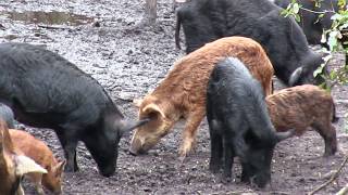 Quick Catch Feral Hog Removal Program