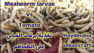 Mealworm larvae vs tomato/Tenebrionidae