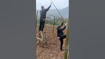Amazing Building a Bamboo Greenhouse #satisfying @HappyFarm85