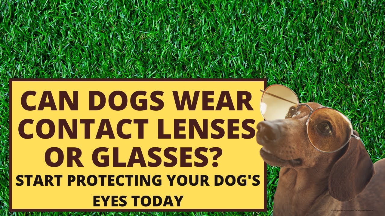 Can dogs wear contact lenses or glasses? YouTube