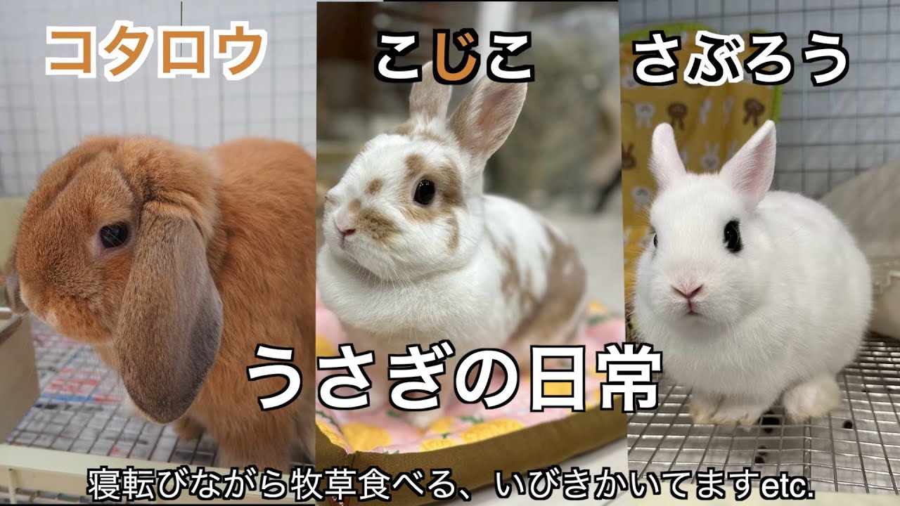 13うさぎの日常🐰】寝ながら牧草食べる|いびきかいてますなど我が家の