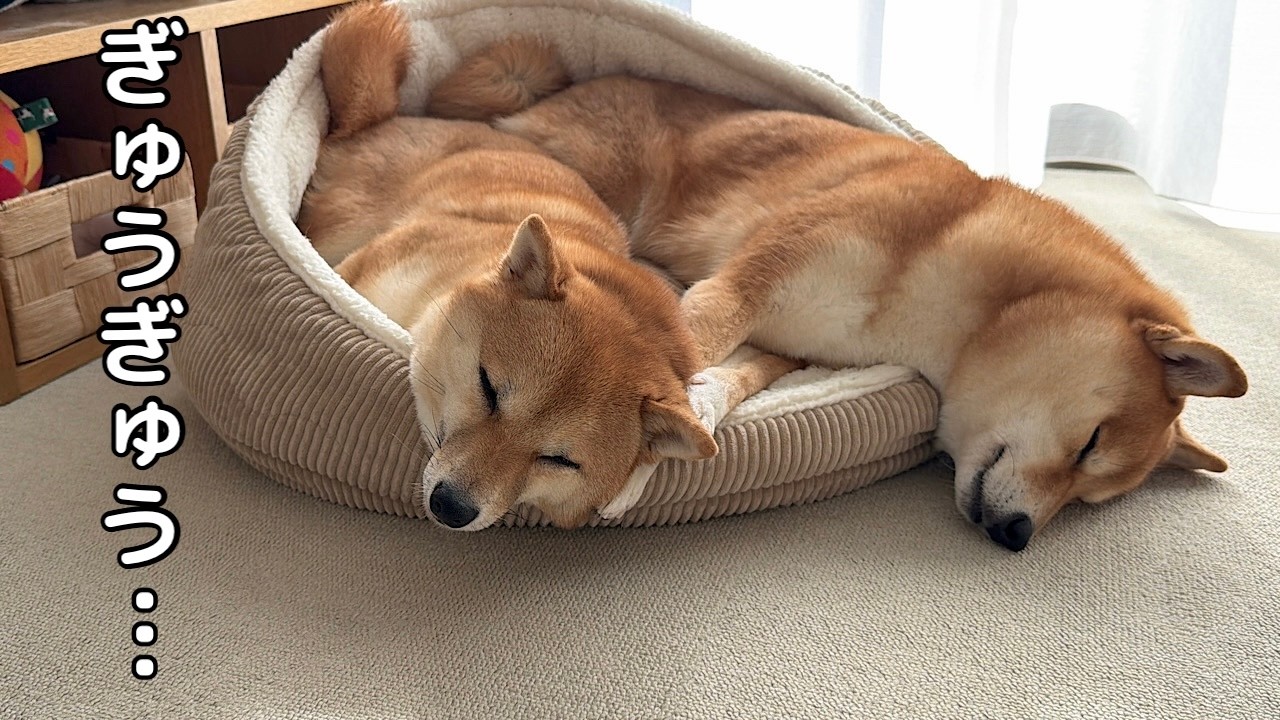 They were causing a ruckus, but before you know it, the Mameshiba