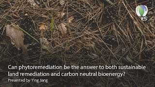 IES Webinar: Can phytoremediation be the answer?