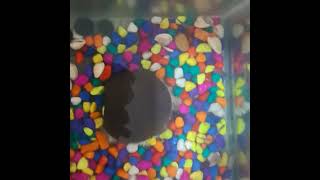 the#guppy#pet#fish