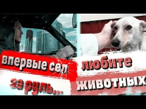 Машины сбивают животных