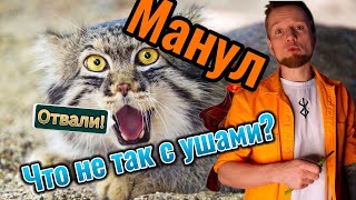 Манул  Ворчливый и Пушистый Кот #manul #pallasscat #manulfight