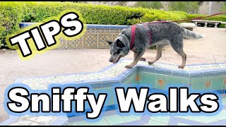 What are sniffy walks?  Tips and video examples with my own dogs
