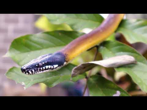 Lembang Park & Zoo | WHITE-LIPPED PYTHON