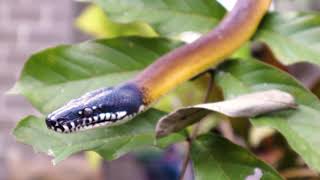 Lembang Park & Zoo | WHITE-LIPPED PYTHON