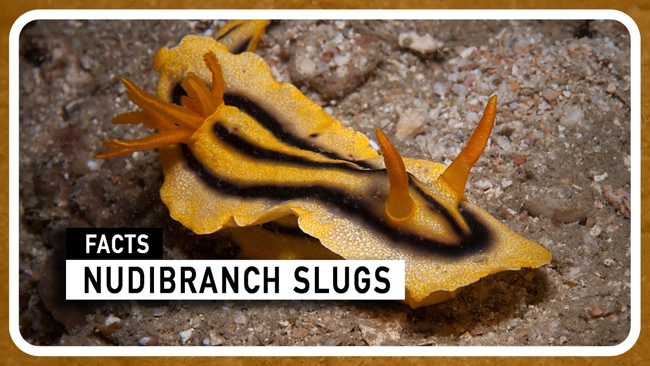 Secrets of the Sea: The Nudibranch Slugs