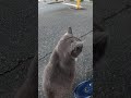 駐車場にいた野良猫