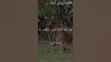 ثم كان عاقبة الذين أسآءو السُّوٓأىٰٓ💔🥺😢 القارئ ابراهيم أسامة #capcut #اكسبلور #قرآن #المصحف