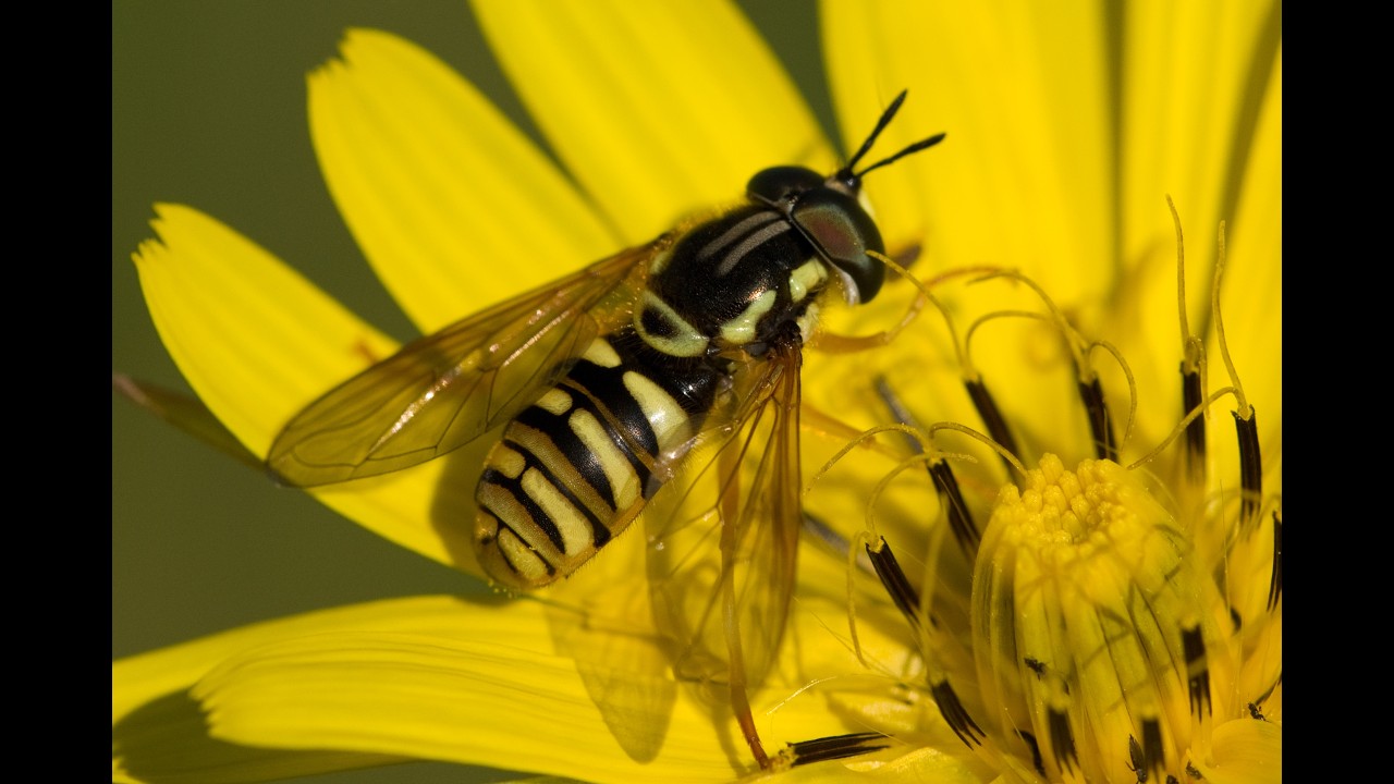 A beporzó rovarok mindennapi életünk alapkövei.