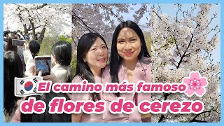 Thumbnail image for FLORES de CEREZO en COREA 🌸 CITA con UNA MEXICANA en SEÚL 💕 THE HYUNDAI SEOUL (feat. @CafeJuseyo)