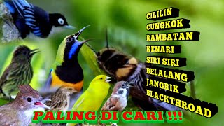 Cililin vs Cungkok || Rambatan || Kenari || Siri-Siri || Belalang Emas || Jangkrik || Blackthroat