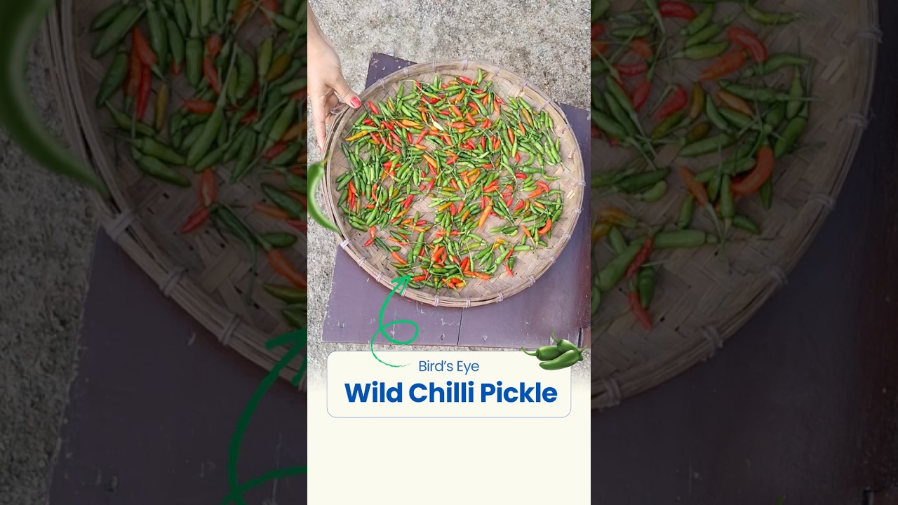 Northeast Mizo Bird’s Eye Chilli Pickle | kon jolokia asar 😋 