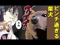 無謀な戦いに巻き込まれる柴犬【アニメ】【漫画】