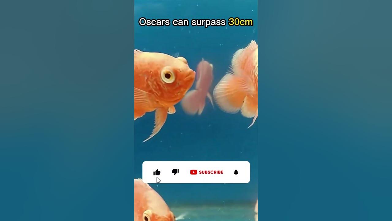 keeping-oscars-in-a-2-gallon-fish-bowl-shorts-youtube