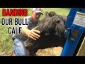 Banding(Castrating) a 200 lb Bull Calf | Priefert Headgate