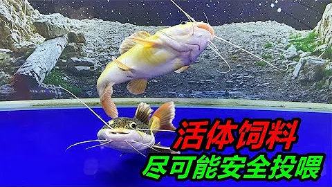 養魚到底難不難，食物安全是關鍵 #觀賞魚 #檢疫殺菌 #亞甲基藍 - 天天要聞