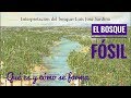 Bosque Fósil. Te explico cómo se forman y qué son.