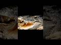 Which one scares you more? 🐊 #alligator #crocodile #animals #wildlife #shorts
