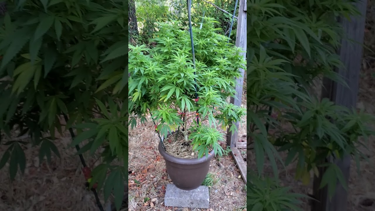 2021 outdoor oregon grow. looking good!