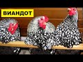 Разведение кур породы Виандот как бизнес идея | Куры Виандот