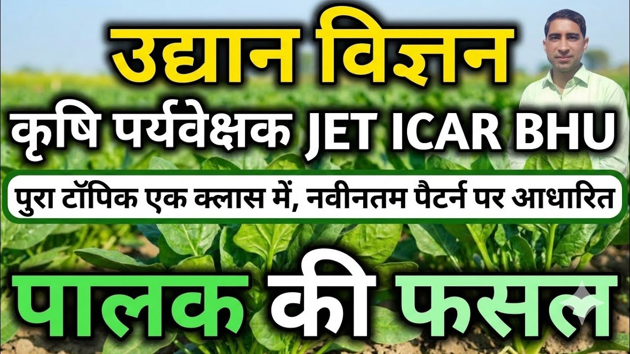 पालक की फसल 