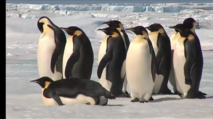 South Georgia -penguin paradise of the south Atlantic!!