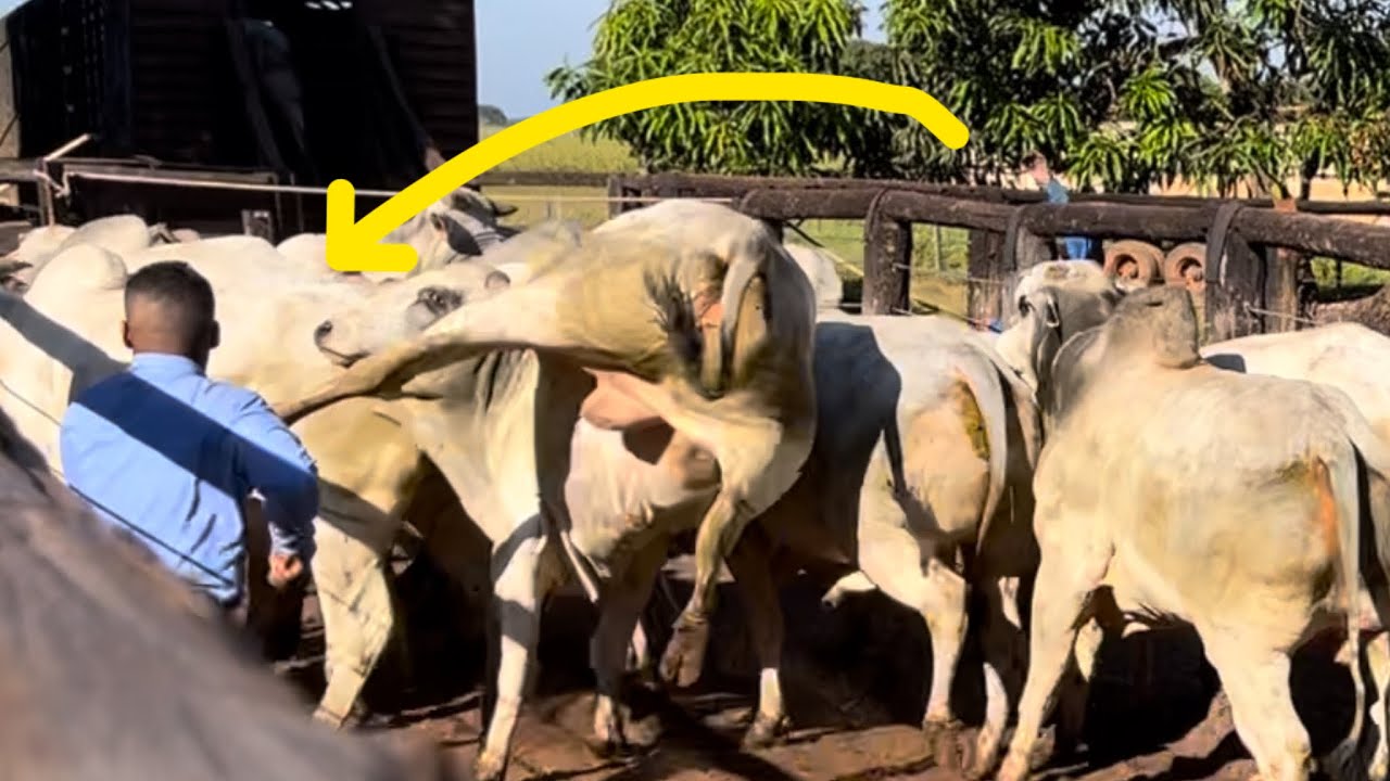 Nelore colocou o pé na cabeça do cowboy.