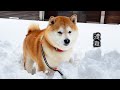 イキって大雪に飛び込むも１歩目で遭難して情けなく救助を待つ柴犬