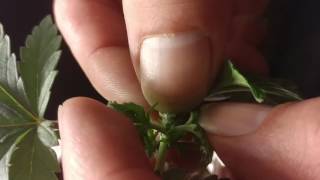 CKS White Widow How To Top Your Cannabis Plant w/ NastyAce