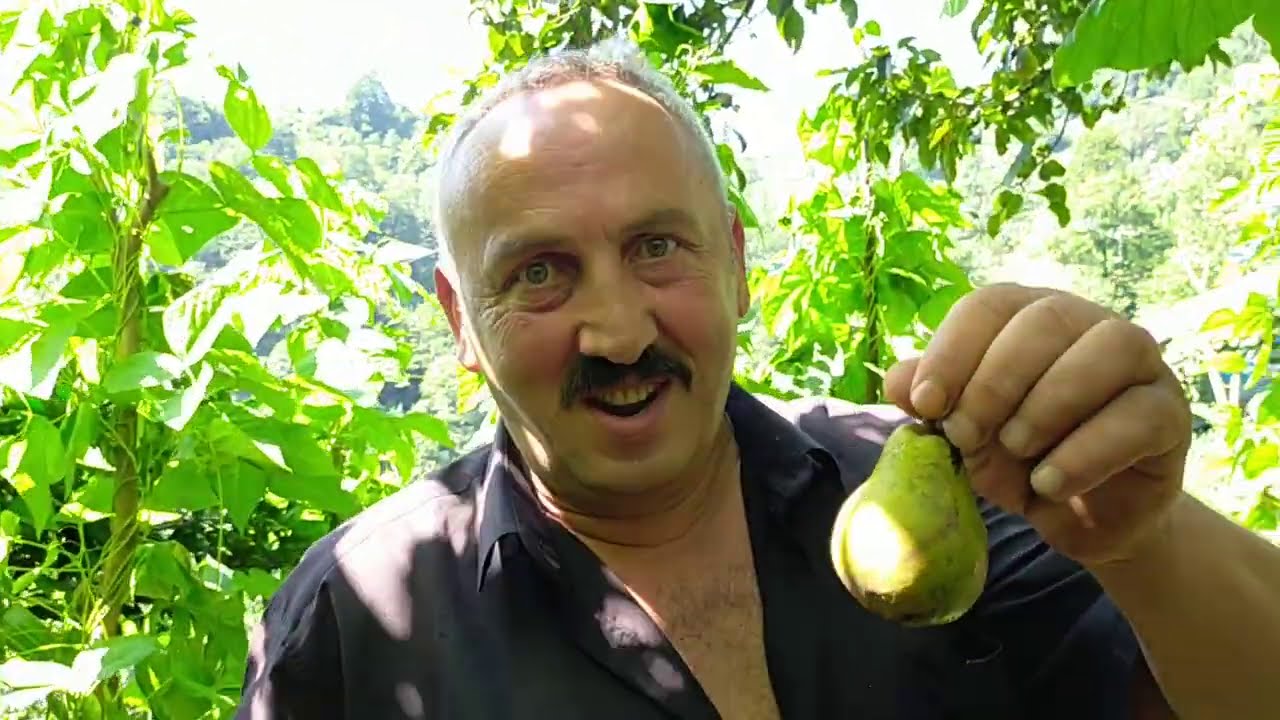 LAZ DAYI'NIN ORGANİK YAŞANTISI (ÖYLE BİR ARMUT YEDİKİ AĞZINIZ SULANACAK)